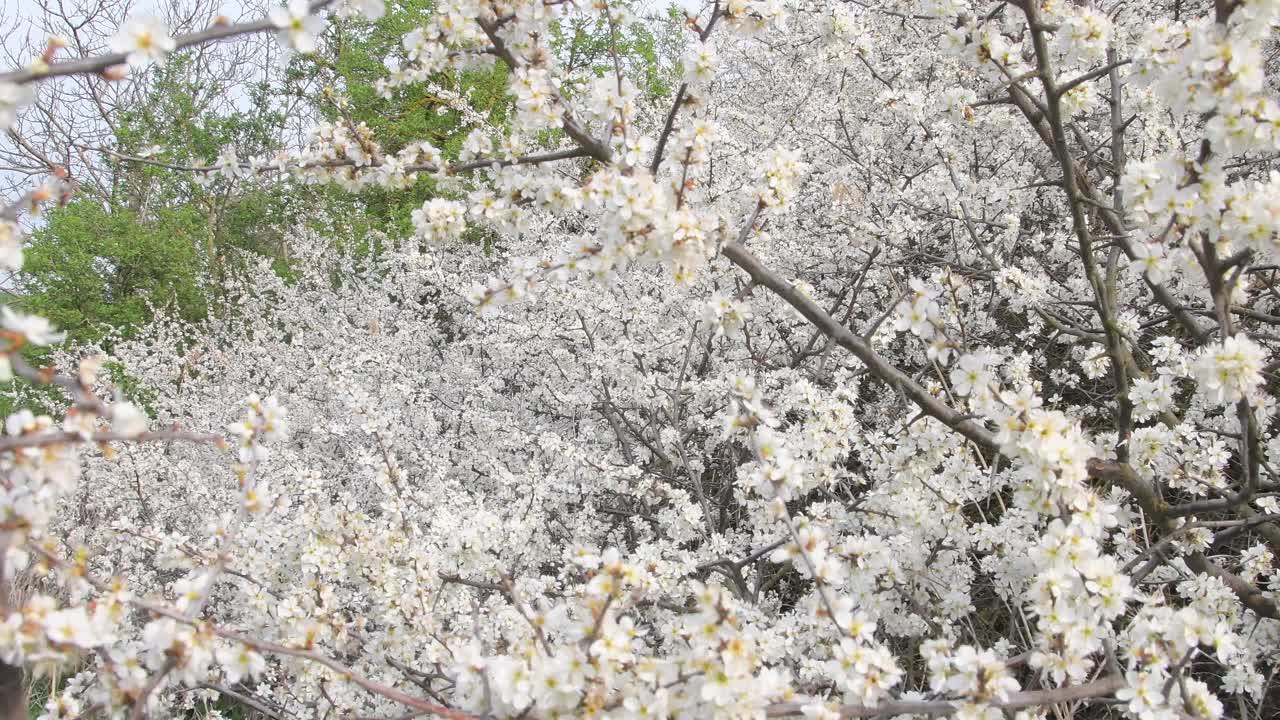 一丛盛开的白花。春天的大自然充满了开花的树木。视频素材