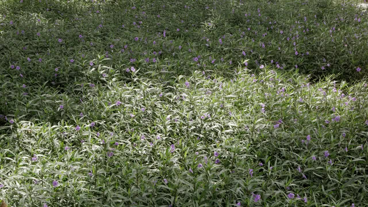 景观景观以野花植物树木田野为自然夏季景观的优美背景视频素材