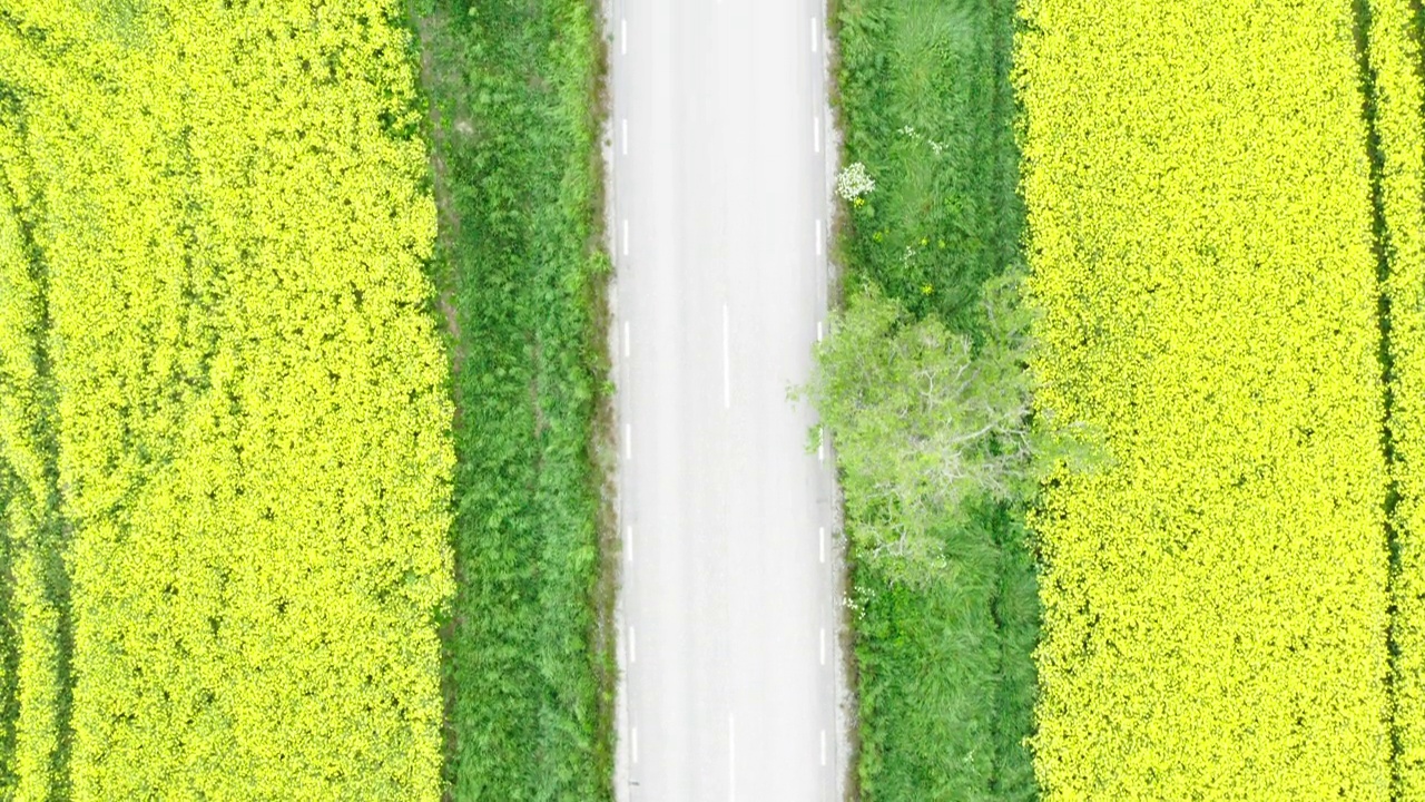 从上面看，汽车行驶在有树的道路上，穿过斯德哥尔摩北部的油菜田视频素材