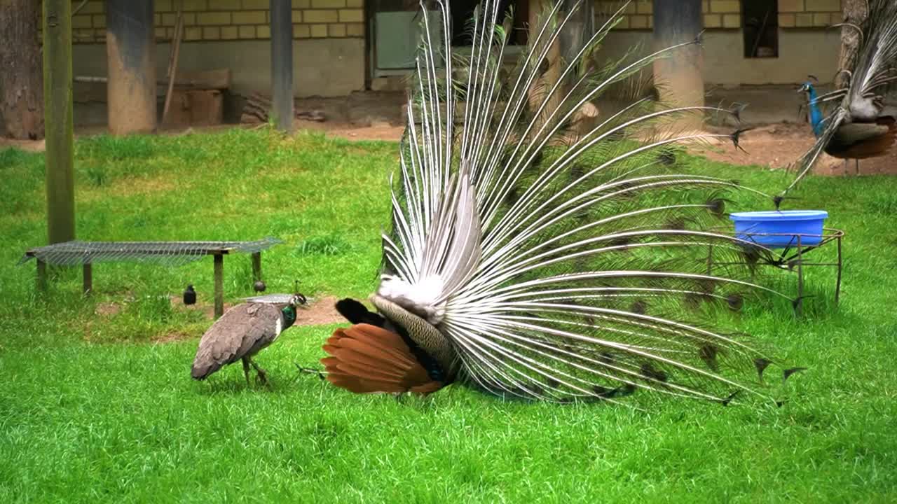 后院草地上的孔雀(Pavo cristatus)和孔雀视频素材