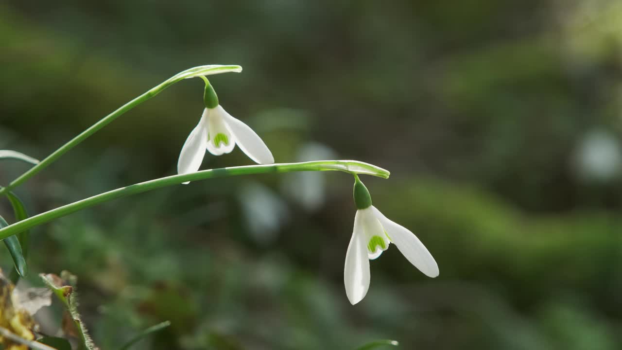 春林里的雪花莲视频素材