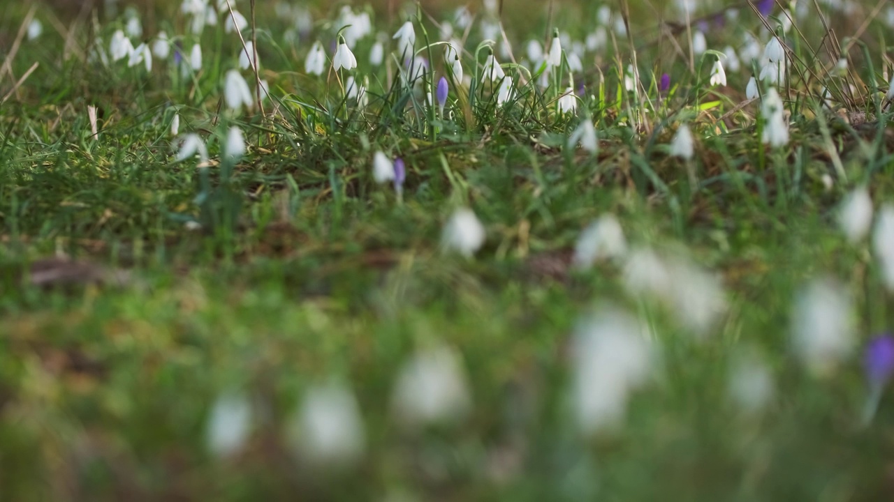 春林里的雪花莲视频素材