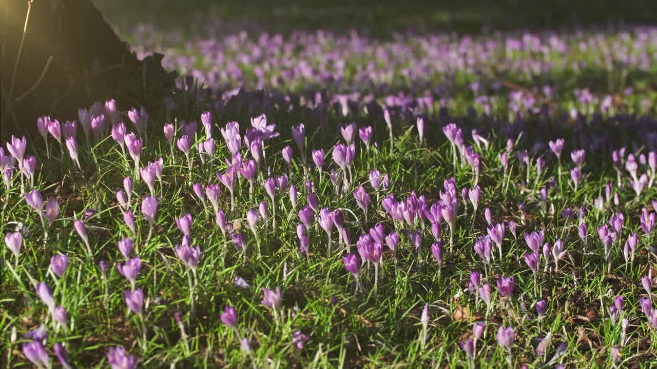 草地上树木之间的番红花视频素材