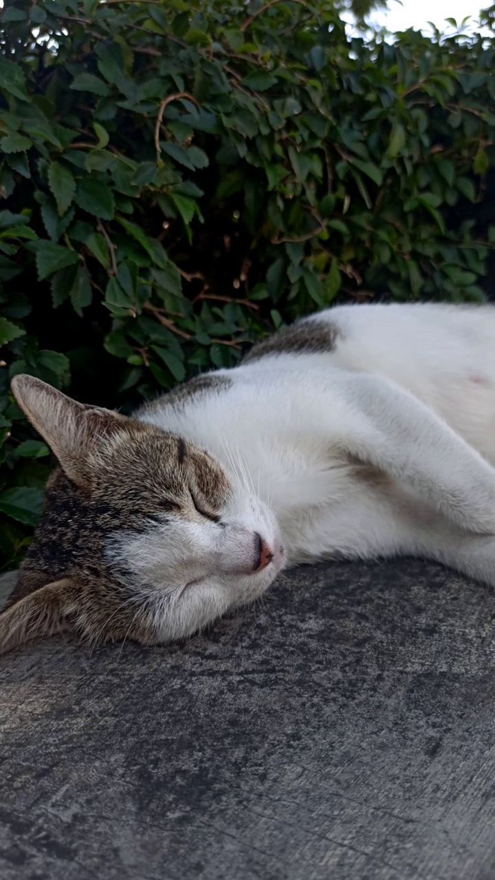 可爱的睡猫视频素材