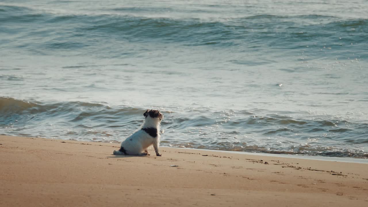 小狗坐在沙滩上看海浪。视频素材