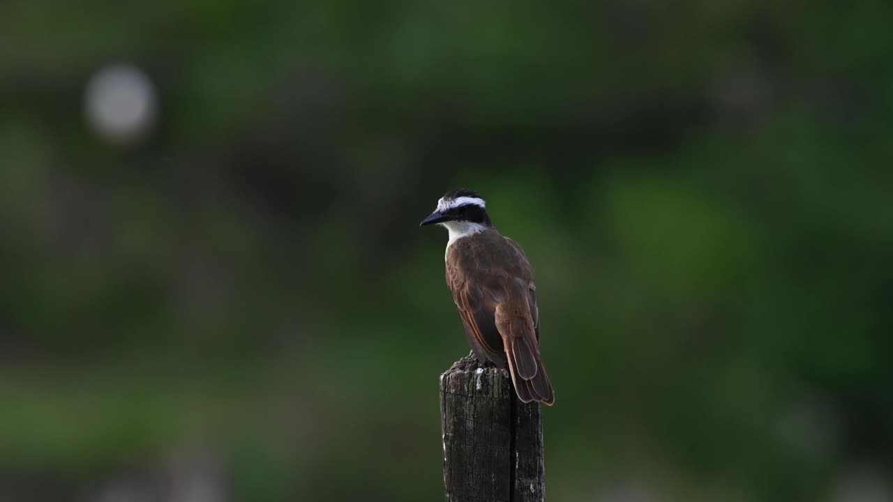 在田野里觅食的大Kiskadee (Pitangus suluratus)。吃小昆虫。视频素材