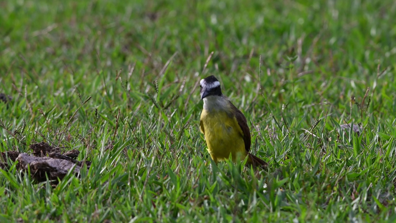 在田野里觅食的大Kiskadee (Pitangus suluratus)。吃小昆虫。视频素材