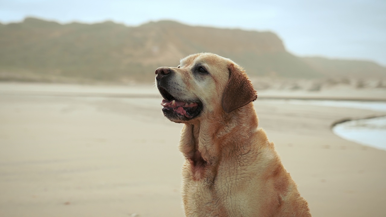 一只大的浅棕色拉布拉多犬坐在蓝色的海边的沙滩上。视频素材