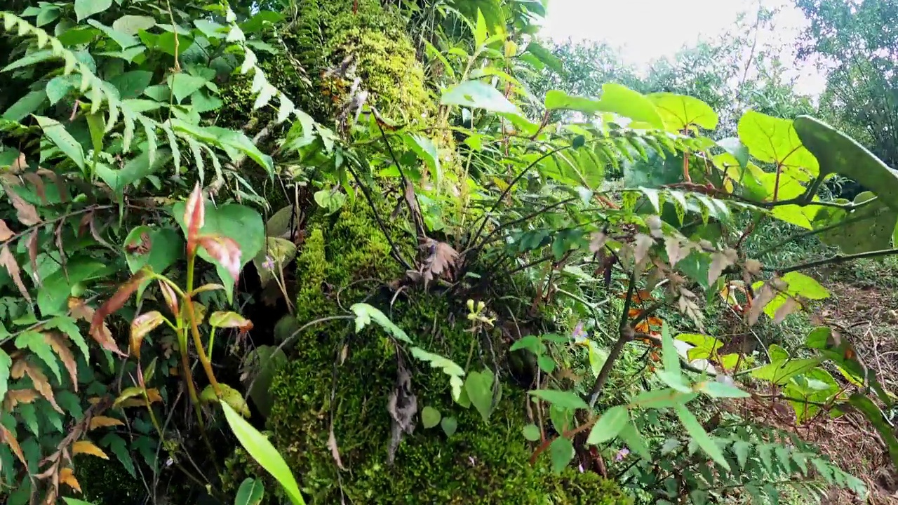 树干和树枝上长满植物和地衣的倾斜视图视频素材