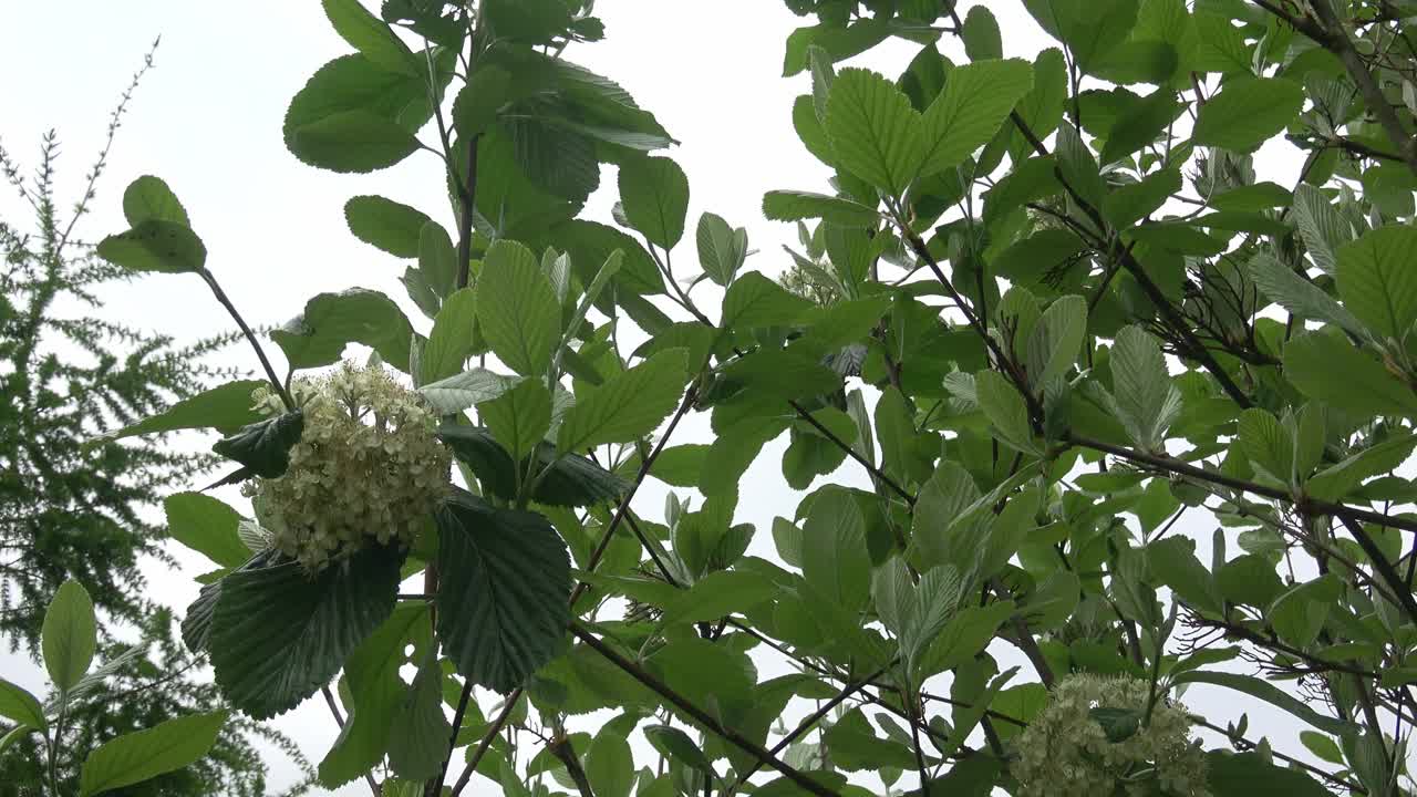 花在春天开花。花楸树的白色花朵视频素材