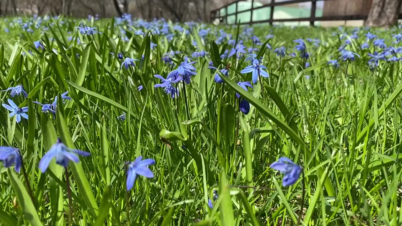 蓝色的花，空地的花，春夏的花视频下载