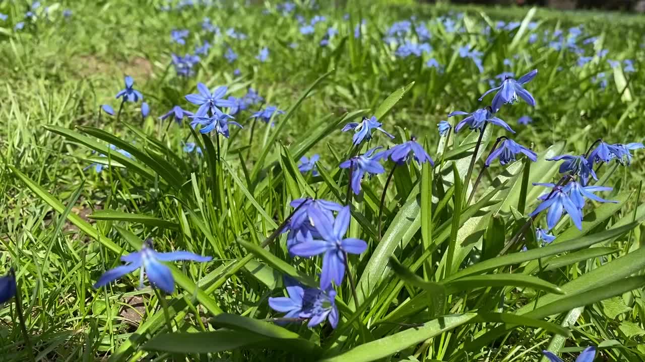 蓝色的花，空地的花，春夏的花视频下载