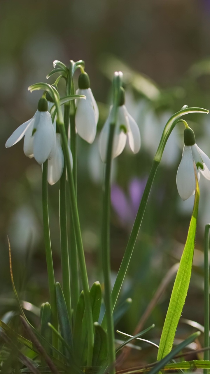 春林里的雪花莲视频素材