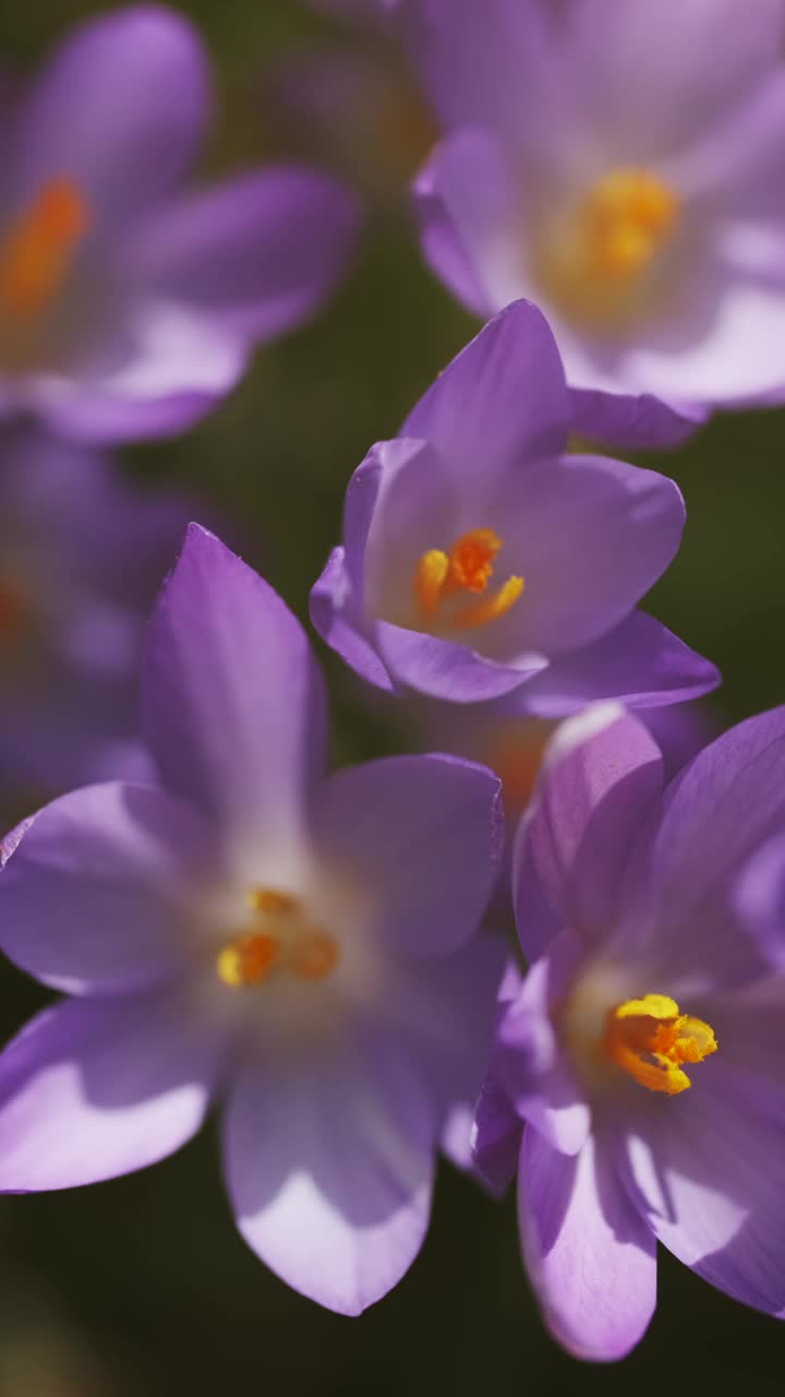 春花开花的番红花视频素材