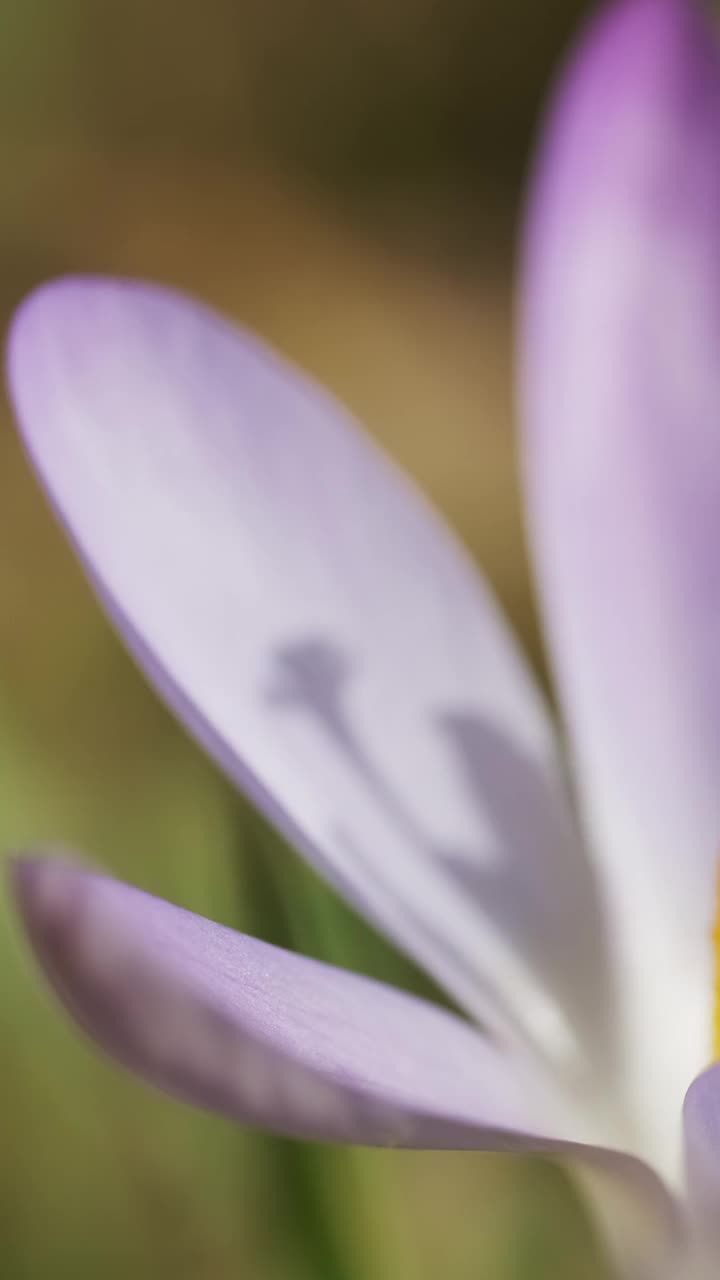 藏红花春天开花视频素材