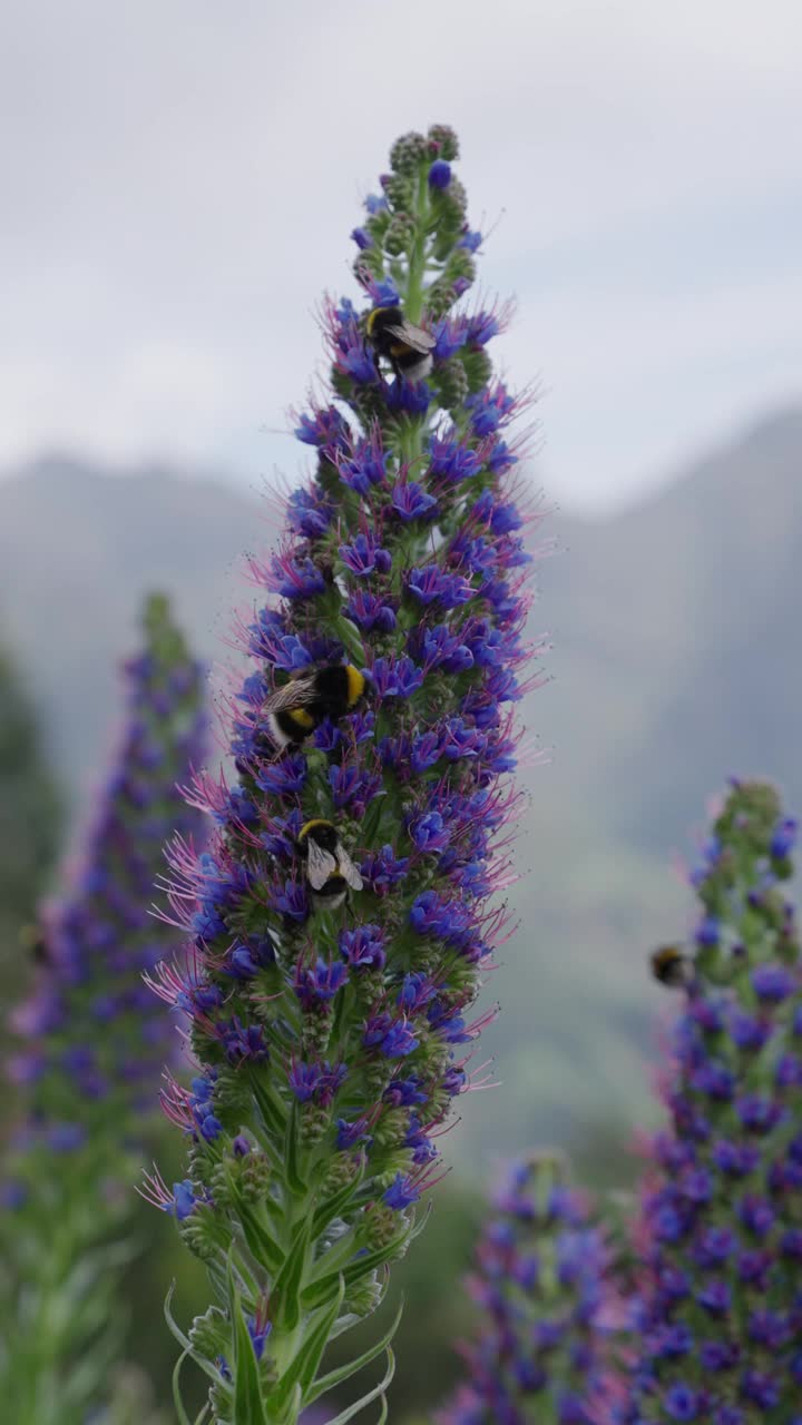 蜜蜂授粉美丽的紫色花朵垂直视频视频素材