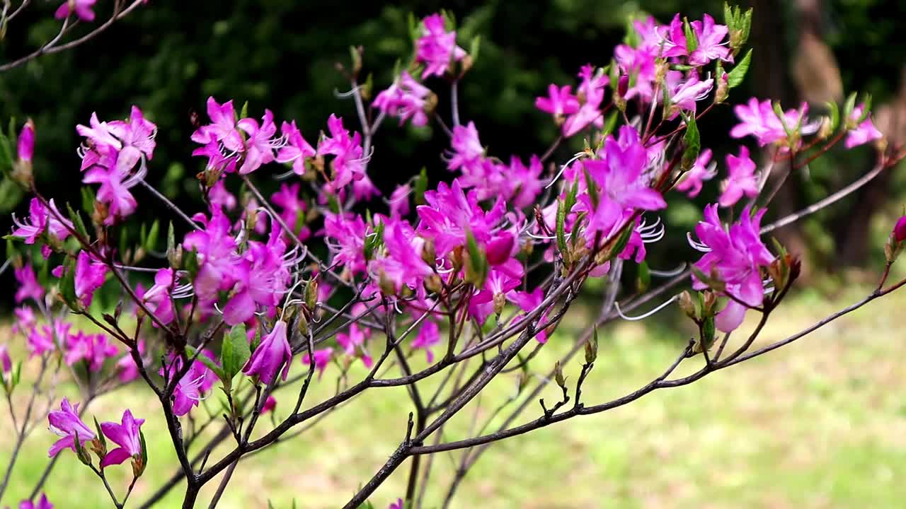 花园里盛开的杜鹃花视频素材