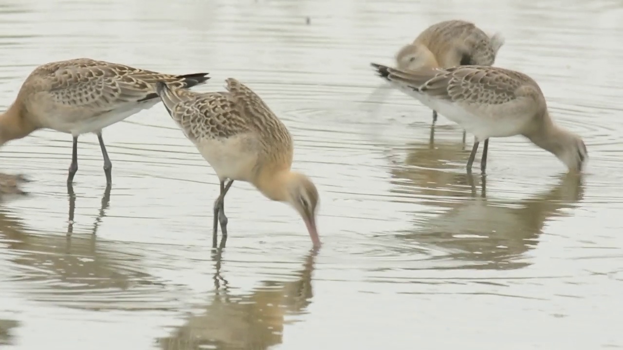 一群黑尾鹬(Limosa Limosa)在韩国忠清南道的千水湾/西山市寻找食物视频素材