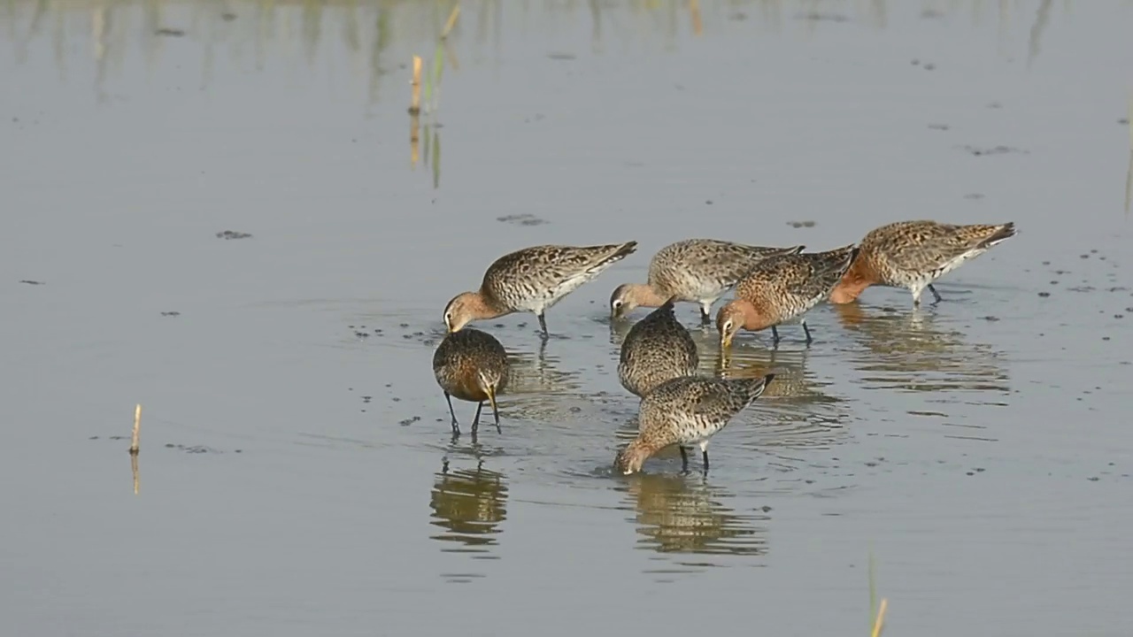 一群黑尾鹬(Limosa Limosa)在韩国忠清南道的千水湾/西山市寻找食物视频素材