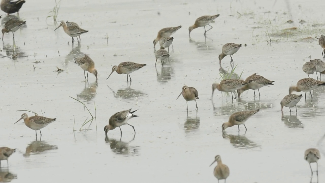 一群黑尾鹬(Limosa Limosa)在韩国忠清南道的千水湾/西山市寻找食物视频素材