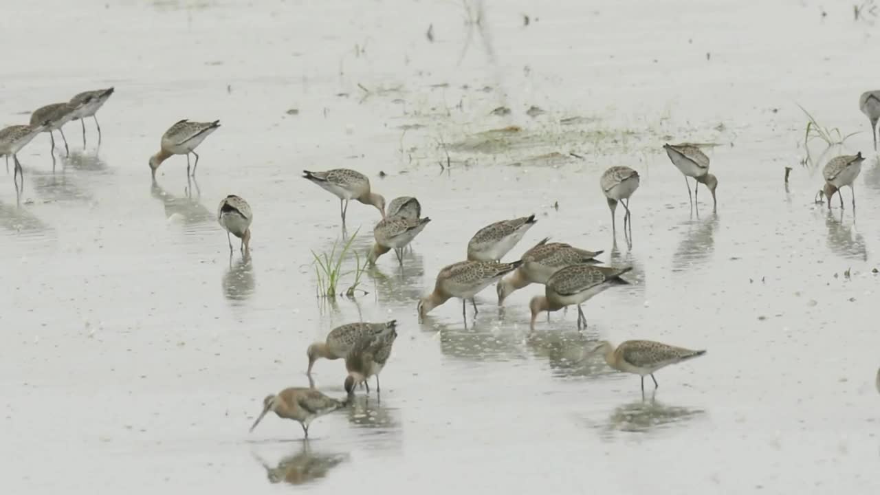 一群黑尾鹬(Limosa Limosa)在韩国忠清南道的千水湾/西山市寻找食物视频素材