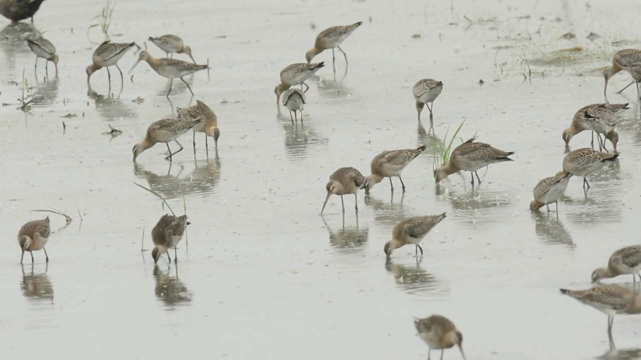 一群黑尾鹬(Limosa Limosa)在韩国忠清南道的千水湾/西山市寻找食物视频素材