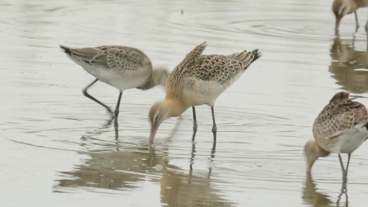 一群黑尾鹬(Limosa Limosa)在韩国忠清南道的千水湾/西山市寻找食物视频素材