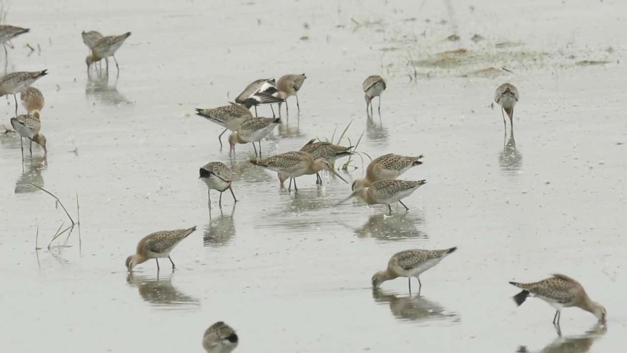 一群黑尾鹬(Limosa Limosa)在韩国忠清南道的千水湾/西山市寻找食物视频素材