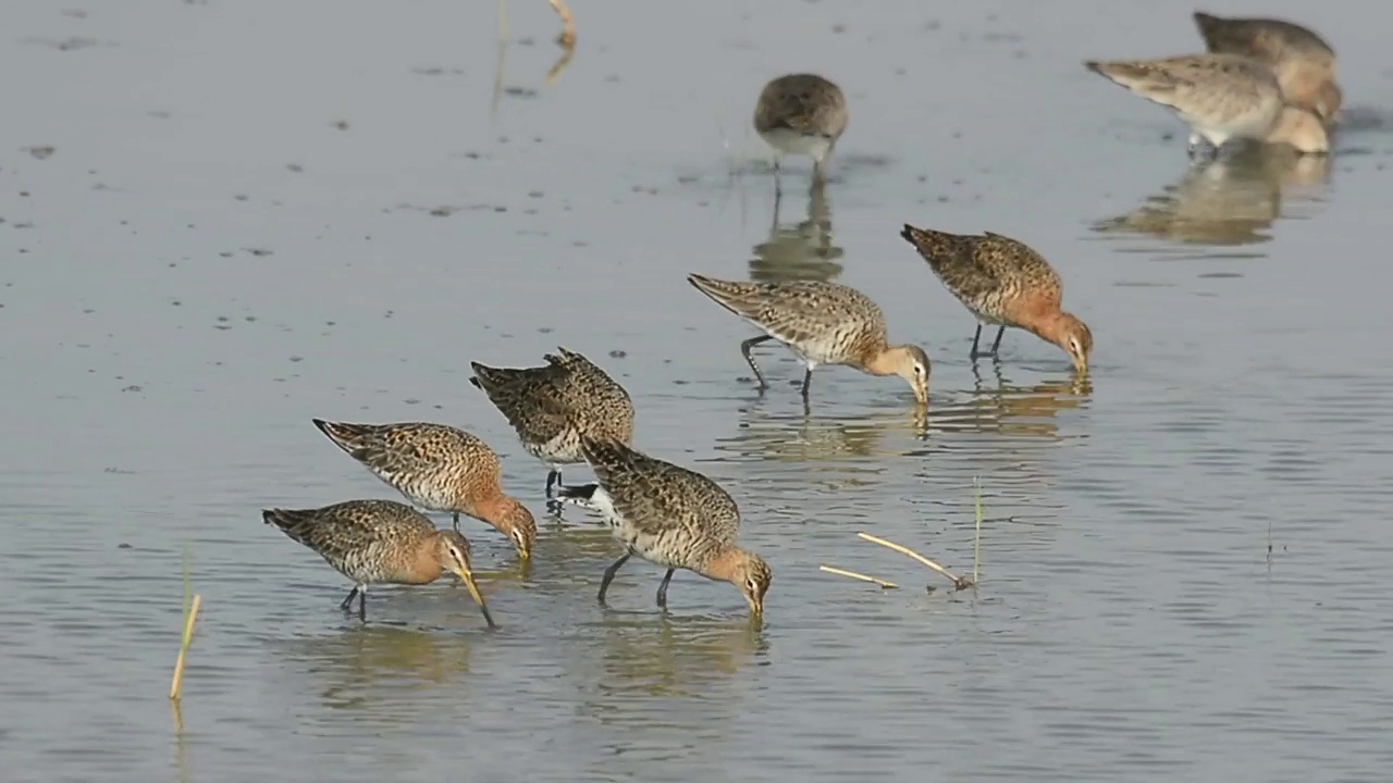 一群黑尾鹬(Limosa Limosa)在韩国忠清南道的千水湾/西山市寻找食物视频素材