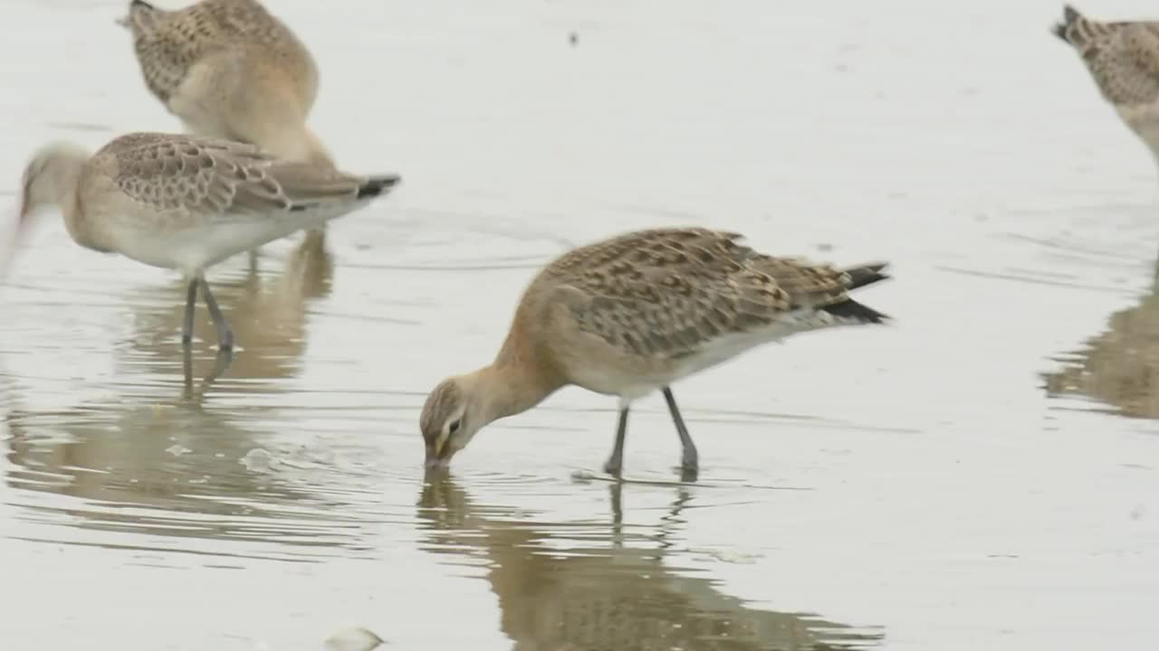 一群黑尾鹬(Limosa Limosa)在韩国忠清南道的千水湾/西山市寻找食物视频素材