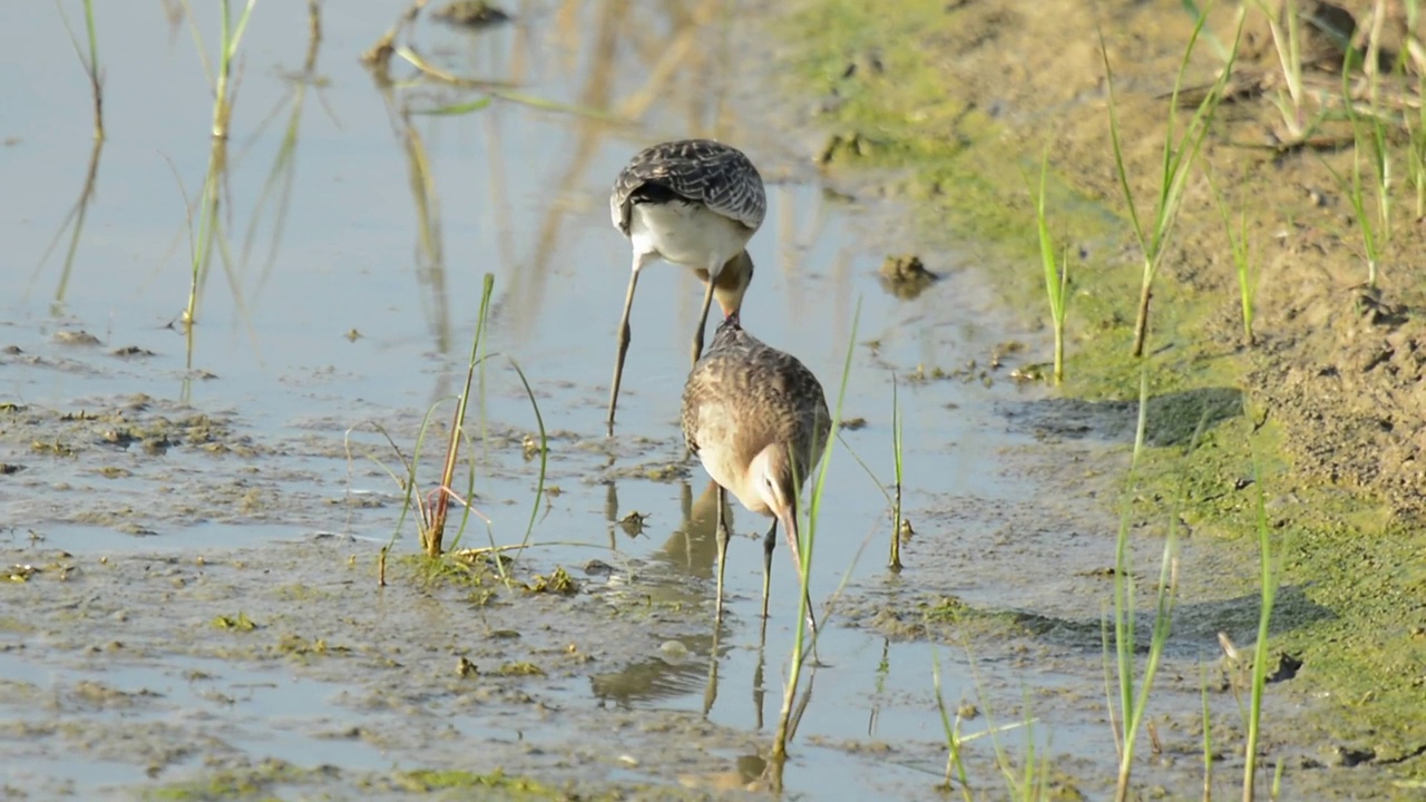 在忠清南道的chonsu湾/ Seosan-si，韩国的黑尾金丝雀(Limosa Limosa)视频素材