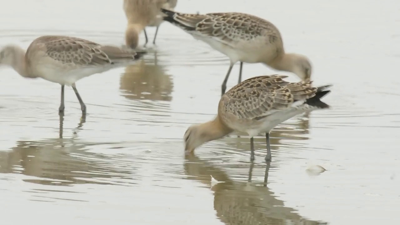 一群黑尾鹬(Limosa Limosa)在韩国忠清南道的千水湾/西山市寻找食物视频素材