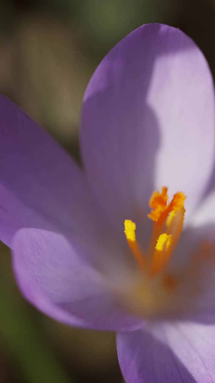 藏红花春天开花视频素材