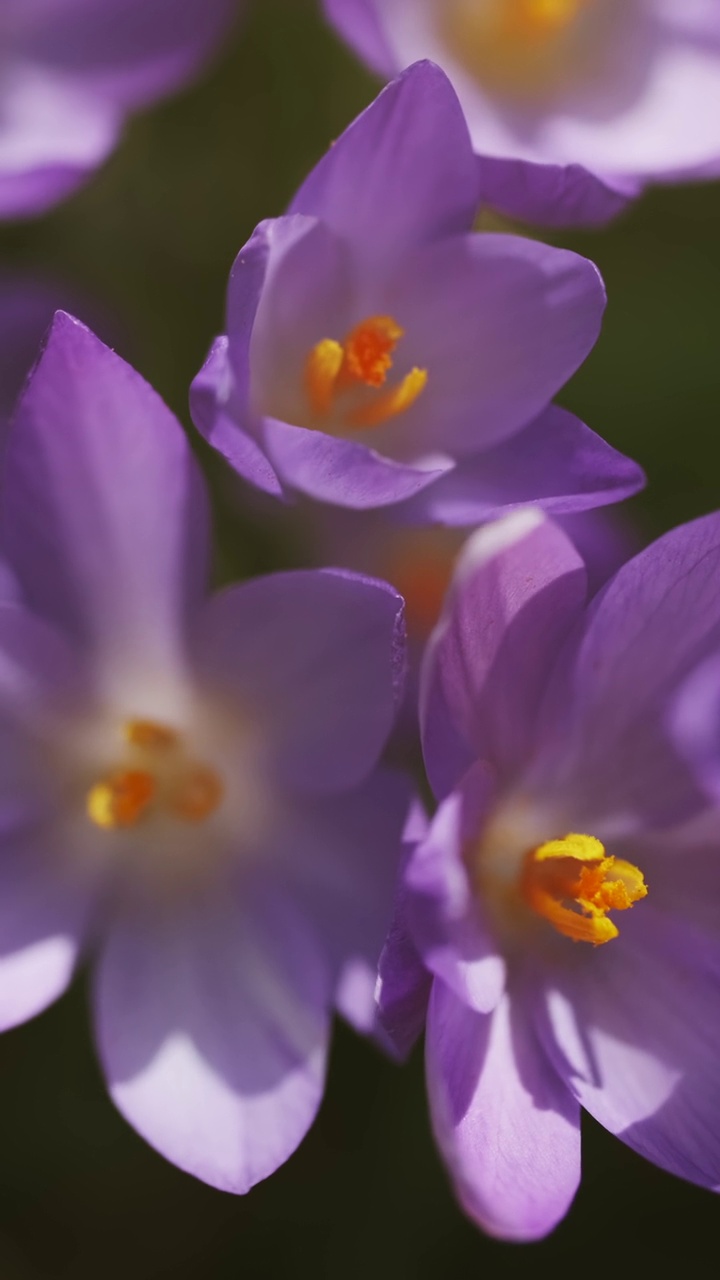 春花开花的番红花视频素材