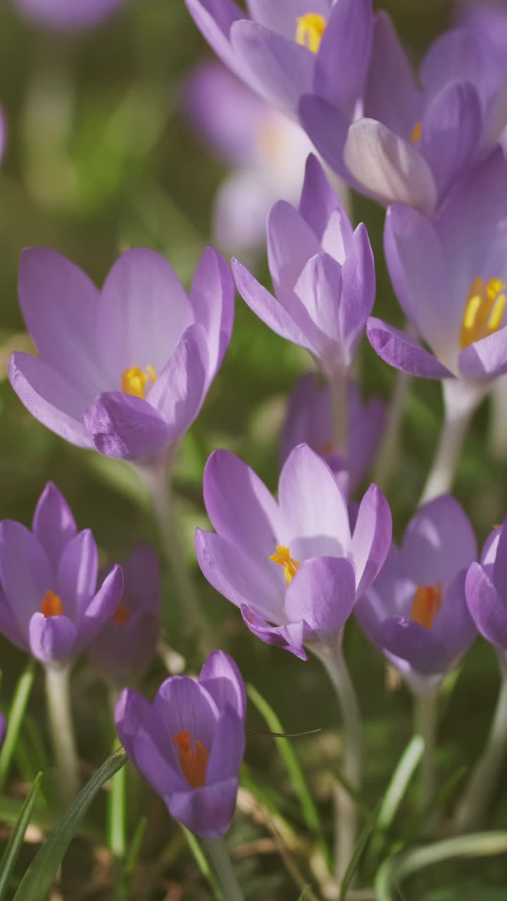 春花开花的番红花视频素材