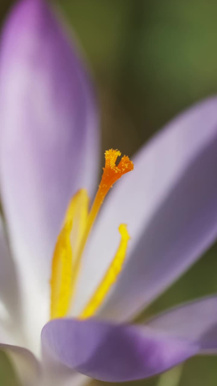 藏红花春天开花视频素材