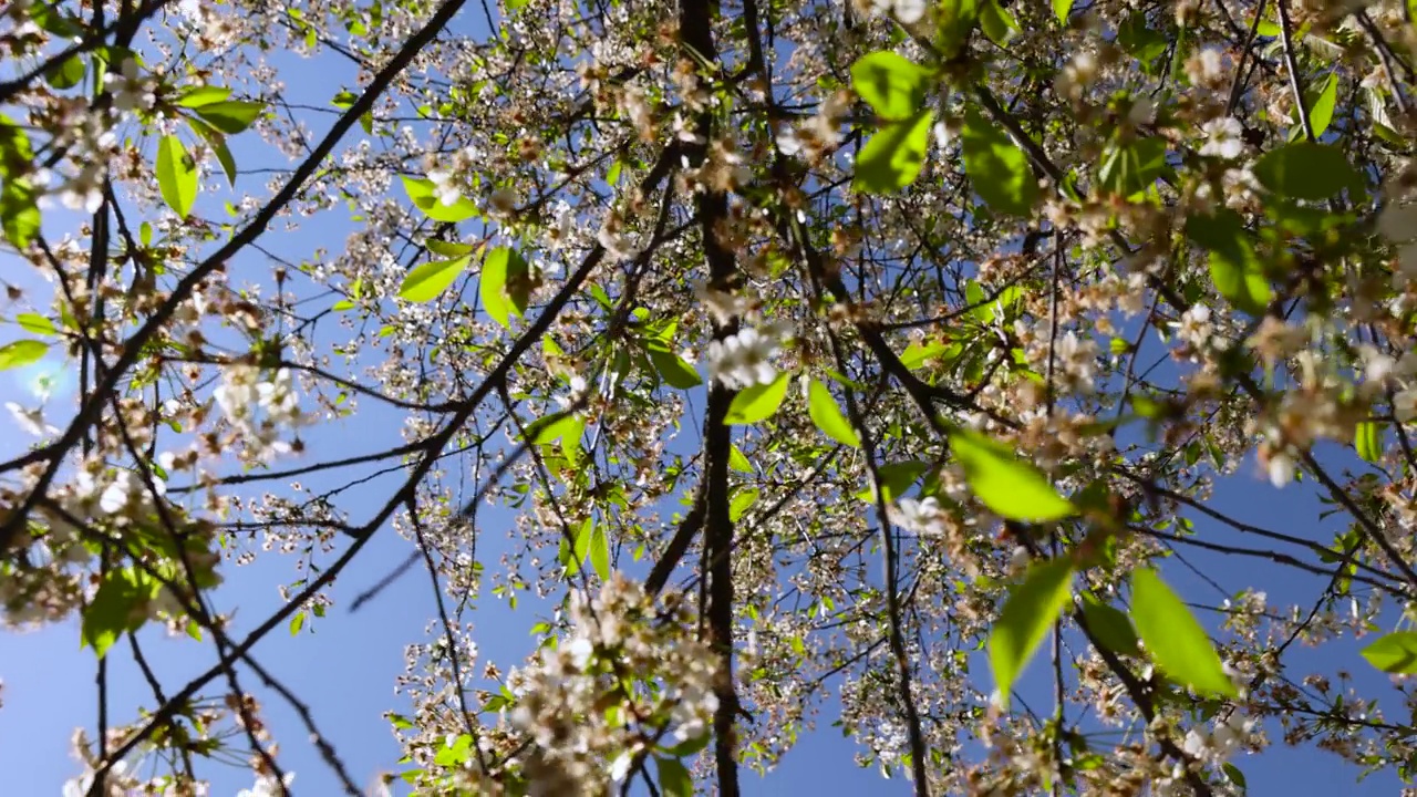 樱花树在开花末期，花落而呆滞视频素材