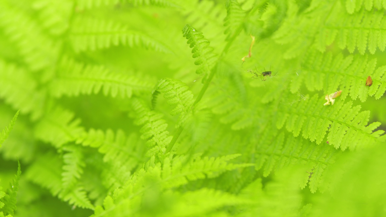 新鲜的春天卷曲的绿色蕨类叶子。植物蕨类背景。被阳光照亮的绿色蕨类植物叶子。关闭了。视频素材