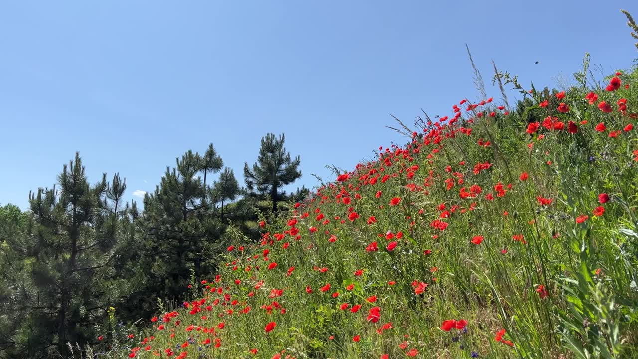 红色的罂粟花开在绿草山上，映衬着阳光明媚的蓝天。视频素材