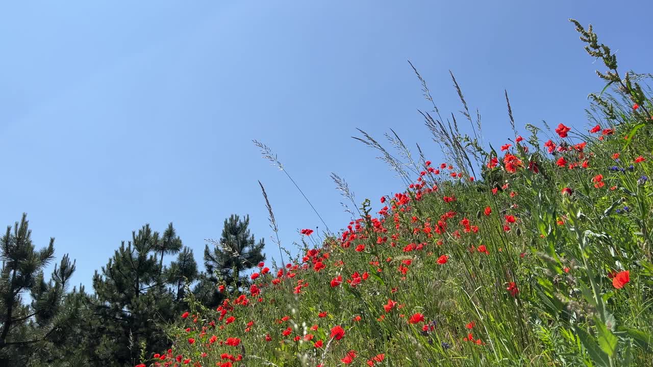 红色的罂粟花在夏天的绿草草坪上。视频素材