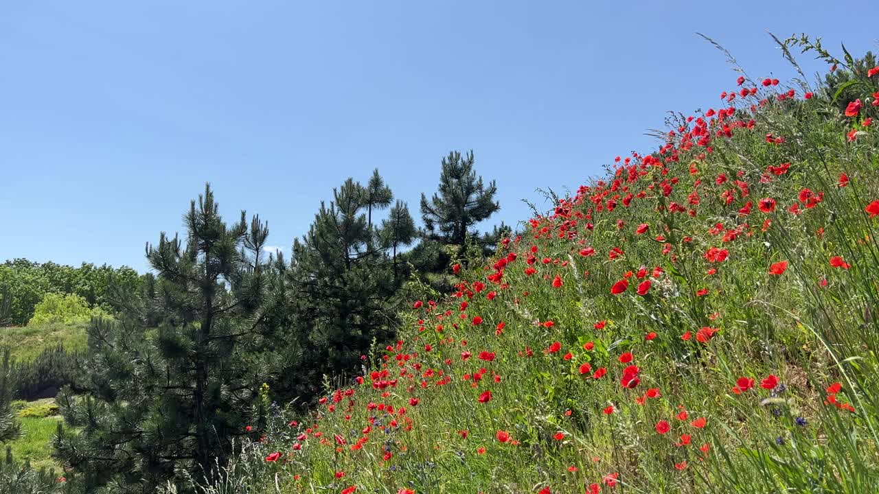 红罂粟林间空地和松树针叶林。视频素材