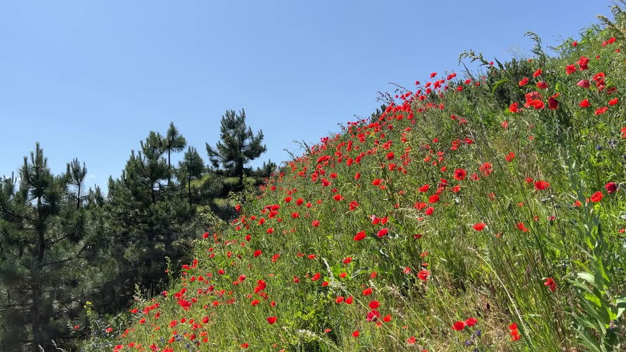 美丽的红色罂粟花在绿草山坡上，阳光明媚的蓝天。视频素材