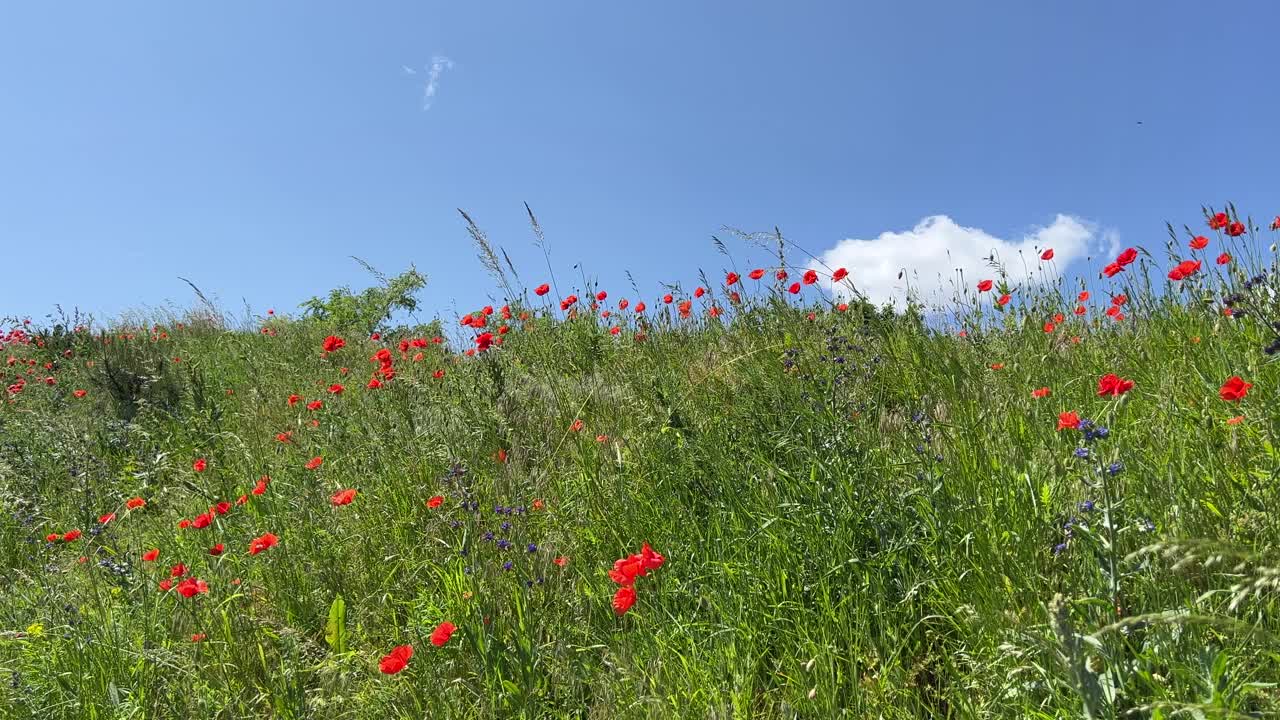 碧蓝的天空，绿草里的罂粟花。视频素材