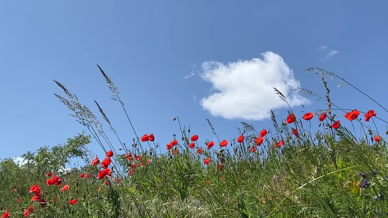 山上绿草里的罂粟花映着蓝天。视频素材