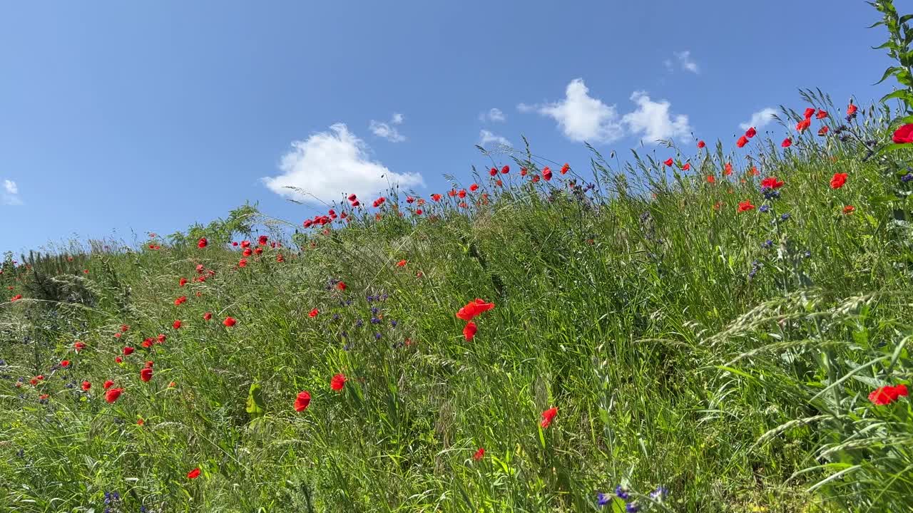 青山碧草上的罂粟花映着蓝天。视频素材