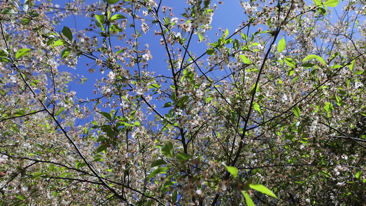 樱花树在开花末期，花落而呆滞视频素材