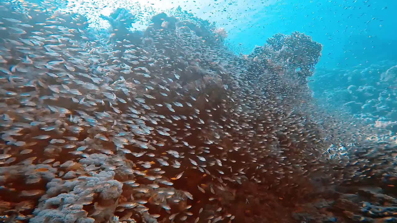 在埃及红海拍摄的侏儒扫地鱼，又名玻璃鱼(parapriacanthus ransonneti)视频素材