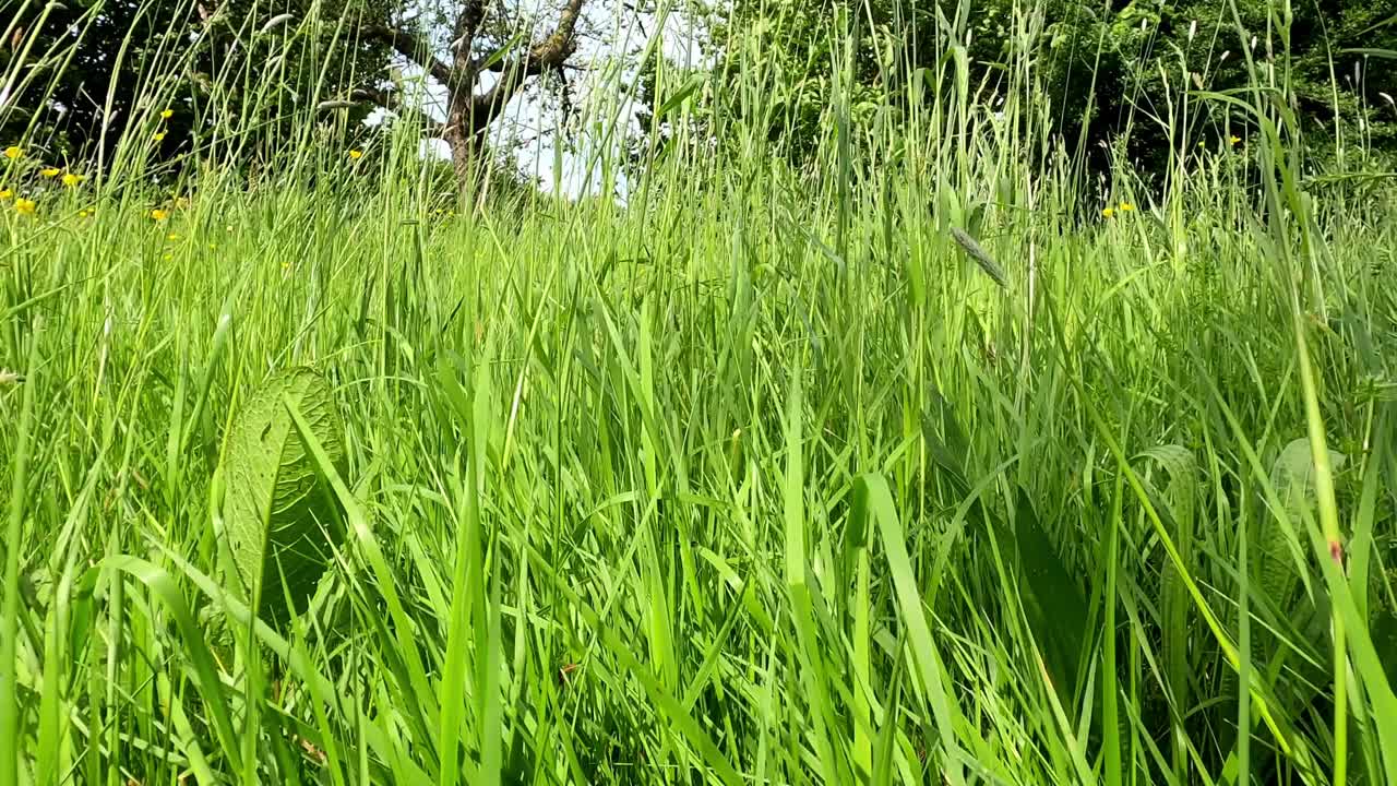 草地的细节与草在风中移动视频素材