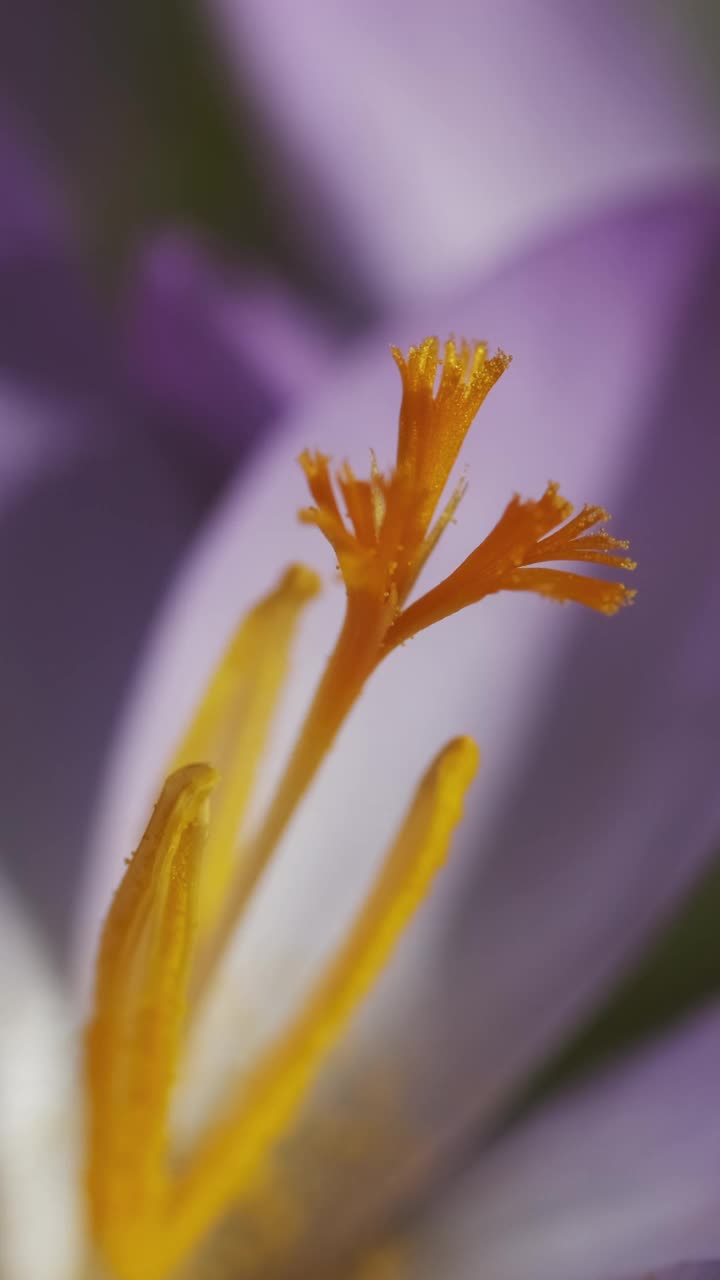 藏红花春天开花视频素材