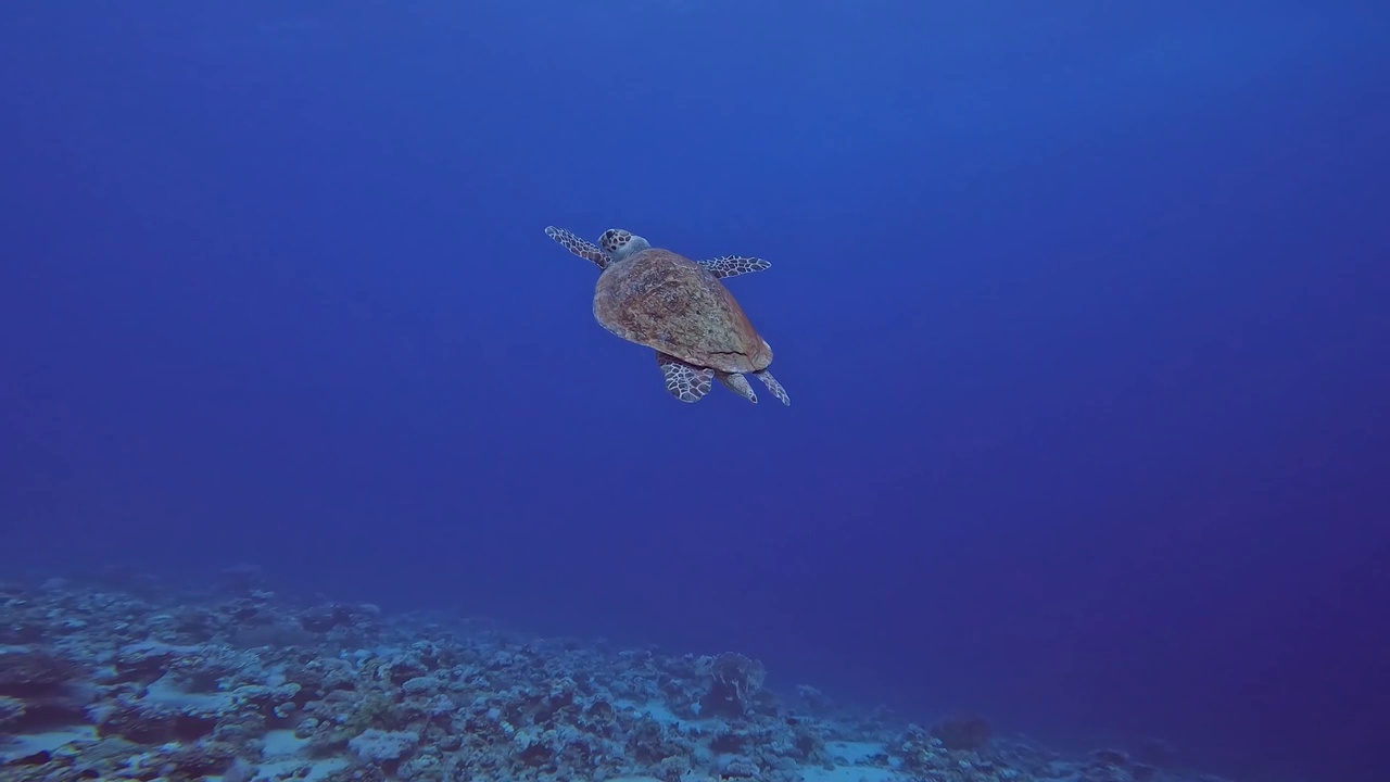 这是一段在埃及红海拍摄的玳瑁海龟(Eretmochelys bricata)的4k视频视频素材